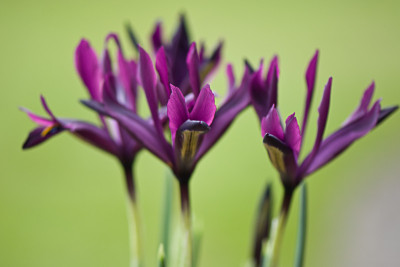 Iris-ret-Feb2309.jpg