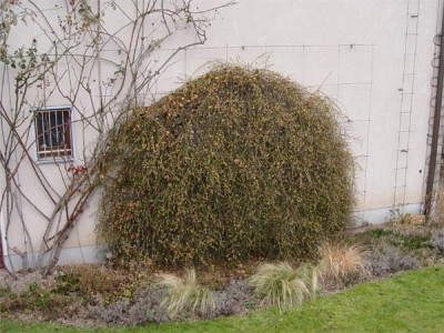 sonnige_wand_kiesbeet_01.jpg