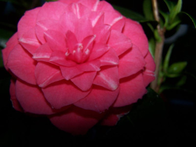 100_1853_Camellia_jap._Orandako__3_________800.jpg