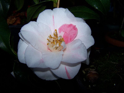 100_1854_Camellia_japonica_Lady_Vansittart_-1887-______800.jpg