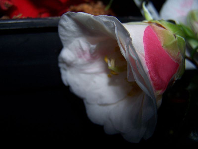 100_1855_Lady_Vansittart_bud________800.jpg