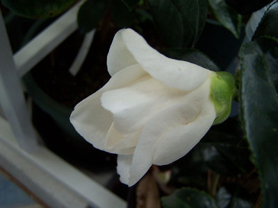 100_1864_Camellia_japonica_Nuccio_Yuri_Shibori____800.jpg