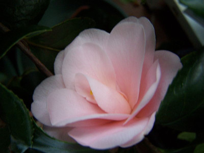 100_1867_Fleur_de_Pecher______800.jpg