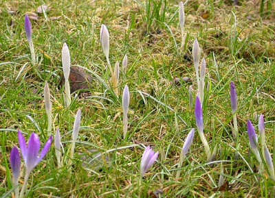 Crocus_23.2.09.jpg