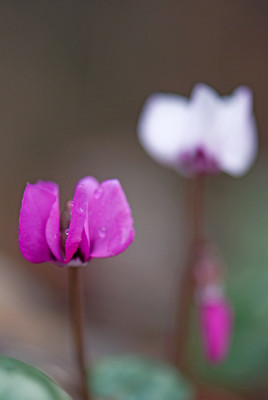 Cyclamen-rot-weiss-Feb2309.jpg