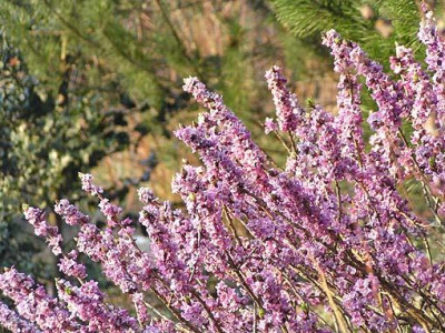 alpinum_seidelbast_blueten.jpg