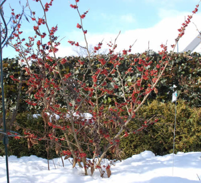 Hamamelis_intermedia_Diane_0011__2401.jpg