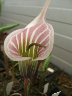 DSCF4113.JPG