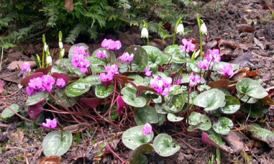 Marzbecher_und_Cyclamen_23.2.09.jpg