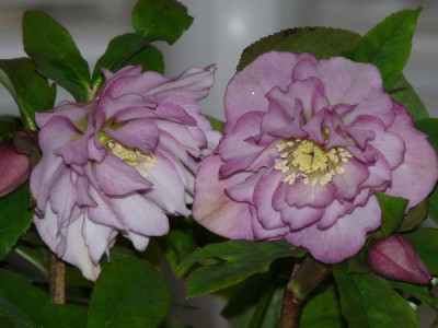 Helleborus_double_07_i.jpg