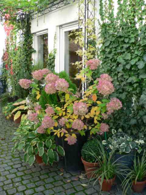 RispenhortensieSept08.jpg