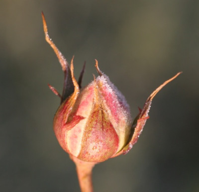 edenrose_1450.jpg