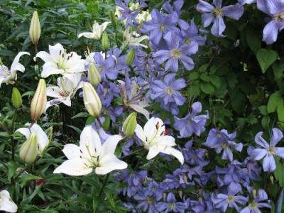Clematis_Prinz_Charles.JPG