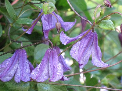 Clematis_Eristemon_Hendersonii_2.JPG