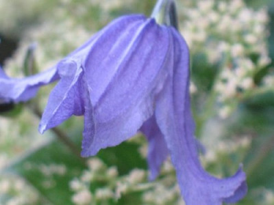 Clematis_integrifolia_2.JPG
