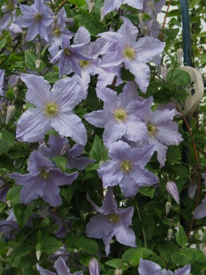 Clematis_Blue_Angel_4.JPG