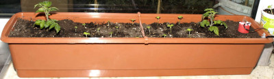 Zimmertomaten_24.02.2009.jpg