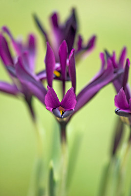 Iris-ret-2-small-Feb2409.jpg