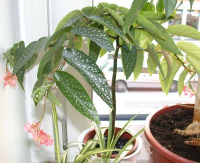 Begonia__Tamaya_.jpg