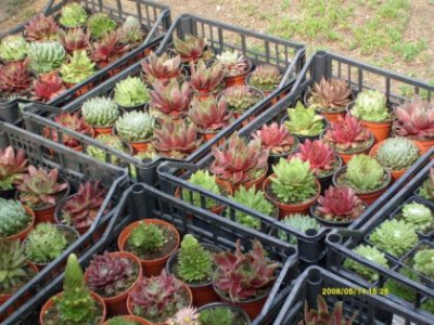 Sempervivum_4_i_i.jpg
