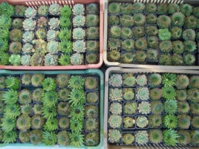 Sempervivum_6_i_i.jpg