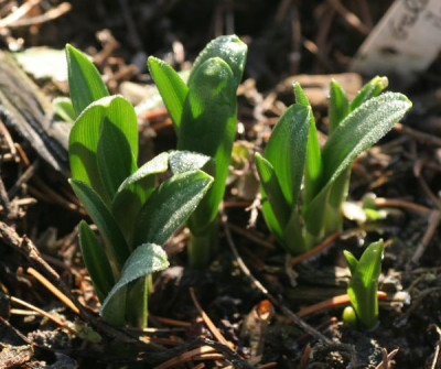 galanthus_ikariae_1303.jpg
