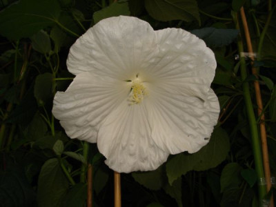 DSC05440_newbiscus_i.jpg