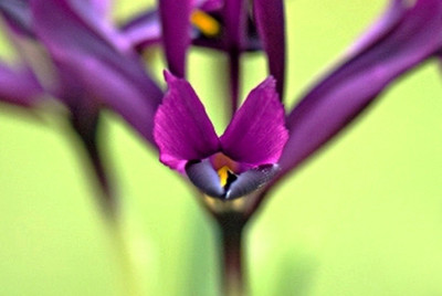 new_Iris-ret-2-small-Feb2409_fsm_gartenlady.jpg
