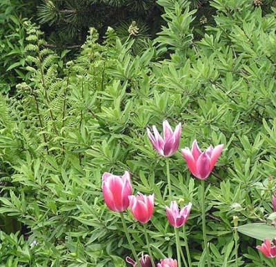 alpinum_seidelbast_anfangmai.jpg