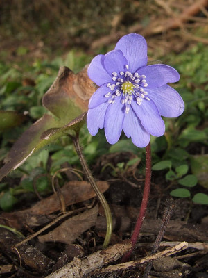 Hepatica_transsylvanica_WINTERFREUDE.jpg