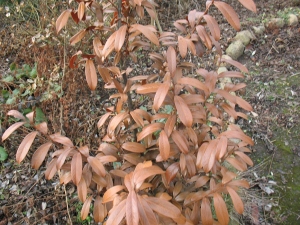 Frostsch.09_Kirschlorbeer_1_klein.jpg
