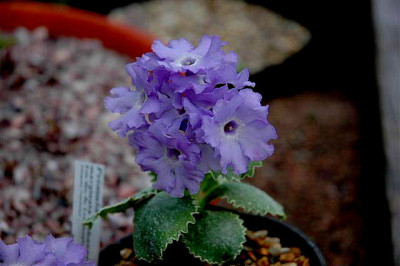 P_marginata_Johannes_Hoeller_004.jpg