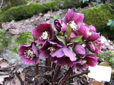 Helleborus_atrorubens.JPG