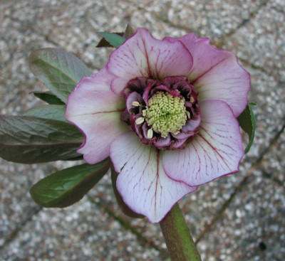 IMG_4959rosa.jpg