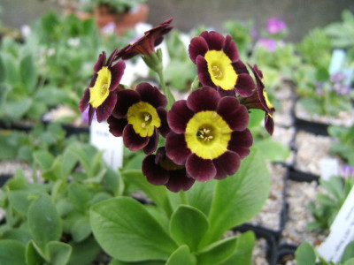 DSCF0958.JPG