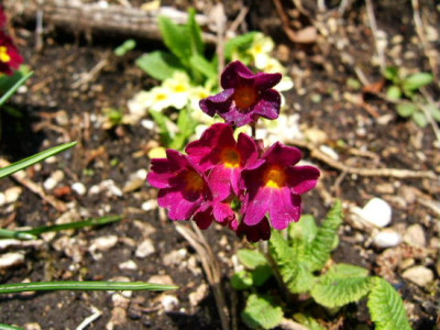 DSCF8992.JPG