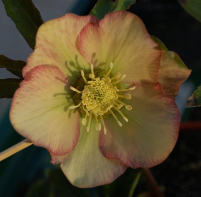 Mit_Sonne_0010__2626.jpg