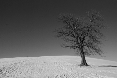 sw-baum_neu.jpg