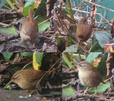 Troglodytes_troglodytes_-_Zaunkoenig_03.jpg