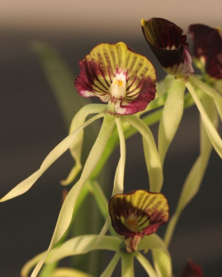 encyclia_cochleata_1466.jpg