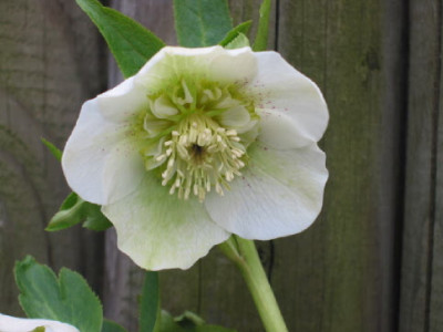 Anemone_weiss_H_B_09.jpg