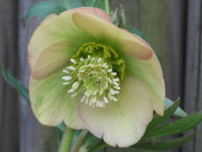 Apricot_HB_09.jpg