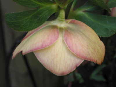 Apricot_Rueckseite_HB_09.jpg