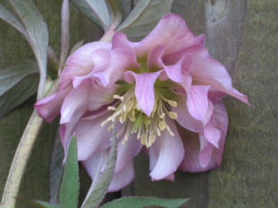 Rosa_wuschel_HB_09.jpg