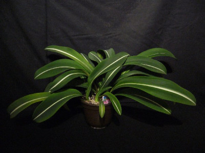 Hipp._reticulatum_striatifolium_600x600_80KB.jpg