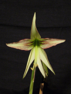Hipp._cybisterxpapilio_600x600_80KB.jpg
