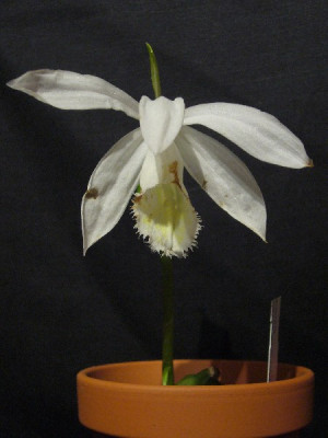 Pln._formosana_alba_600x600_80KB.jpg
