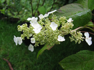 H_querc_SikesDwarfIMG_0959_640x480.JPG