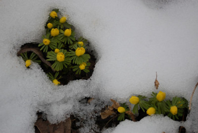 Winterlinge_0011__2667.jpg