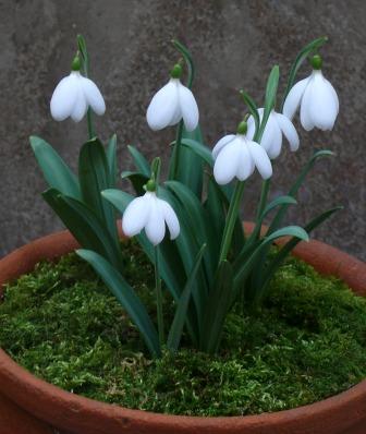 Galanthus_E.A._Bowles.JPG